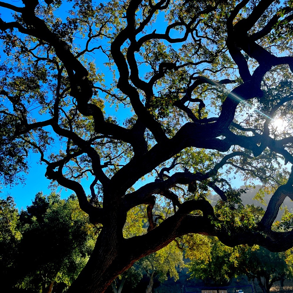 Meet your Posher, Cole